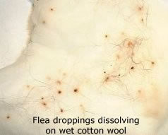 flea droppings