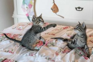 kittens playing with a toy