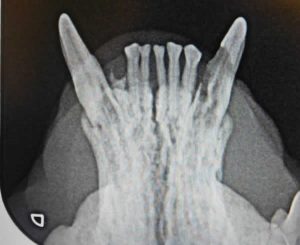 X-ray of abnormal canine teeth