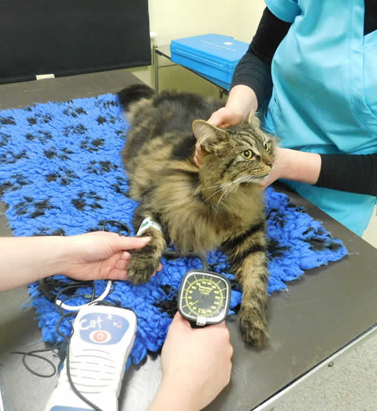 Blood pressure monitor in a cat