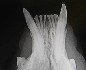 X-ray of normal canine teeth